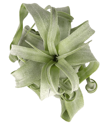 tillandsia-streptophylla